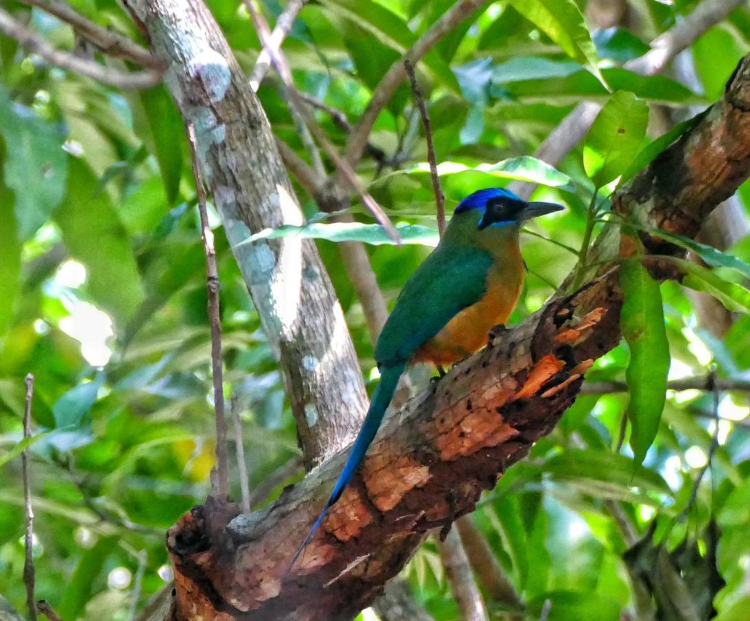 Casa Da Arvore, Sonho Na Amazonia, 2Min A Pe Da Praia Алтер-ду-Шан Екстер'єр фото